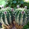 Echinopsis _eyriesii _10